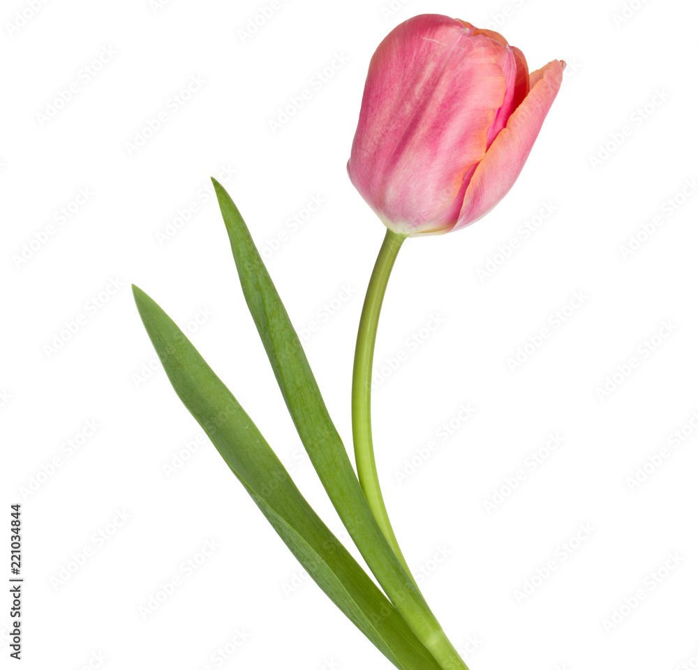 one pink tulip flower isolated on white background one pink tulip flower isolated on white background