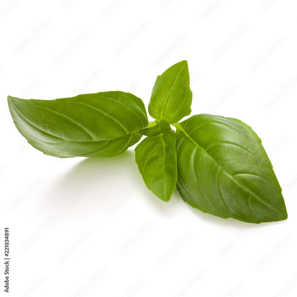 Fototapeta premium Sweet basil herb leaves isolated on white background closeup