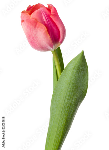 Fototapeta Naklejka Na Ścianę i Meble -  one pink tulip flower isolated on white background