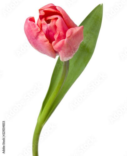 Fototapeta Naklejka Na Ścianę i Meble -  one pink tulip flower isolated on white background