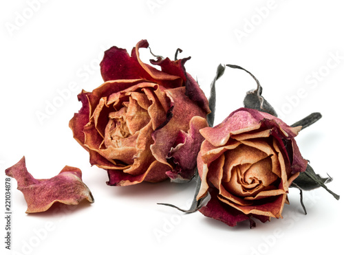 dried rose flower head isolated on white background cutout photo