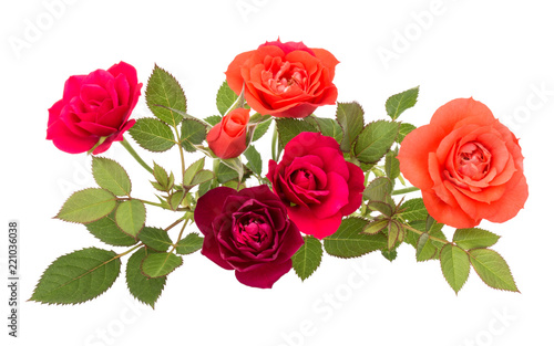 colorful rose flower bouquet with green leaves isolated on white background cutout