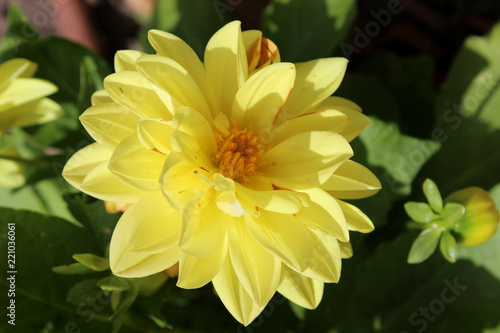 Fototapeta Naklejka Na Ścianę i Meble -  Dalia amarilla