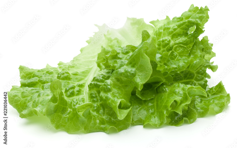 fresh green lettuce salad leaves isolated on white background fresh green lettuce salad leaves isolated on white background