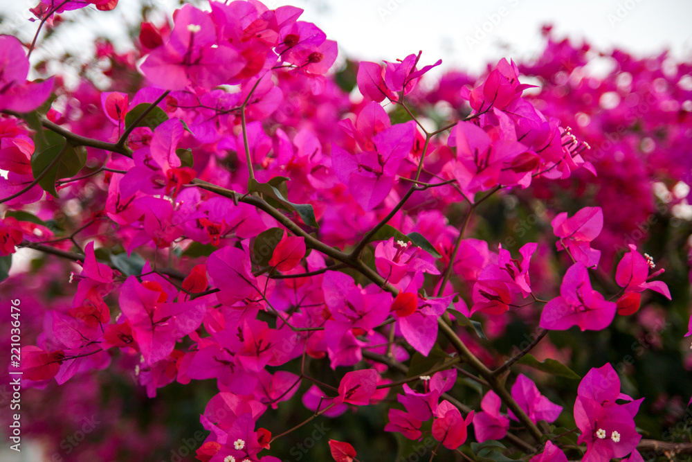 Naklejka premium Beautiful pink flowers Bougainvillea.