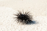 Sea urchin on the beach.