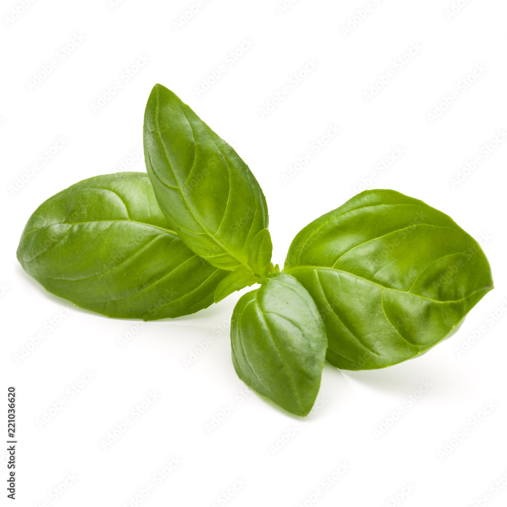 Sweet basil herb leaves isolated on white background closeup Sweet basil herb leaves isolated on white background closeup