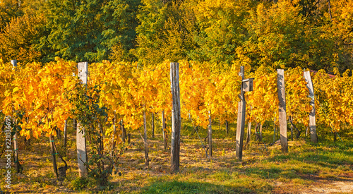 Fototapeta Naklejka Na Ścianę i Meble -  Nice vineyard in autumn