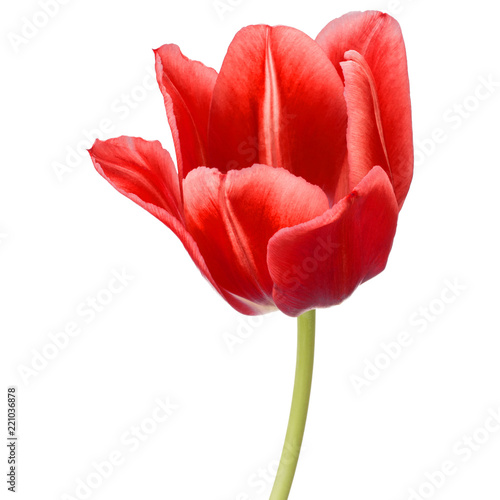 Fototapeta Naklejka Na Ścianę i Meble -  red tulip flower head isolated on white background
