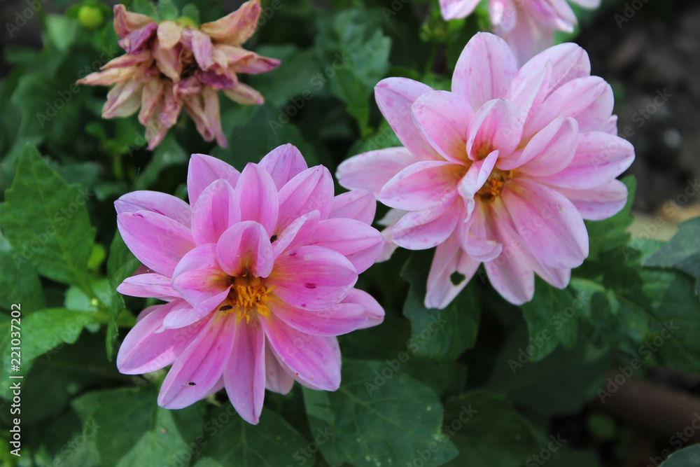 Dalia rosa Dalia rosa