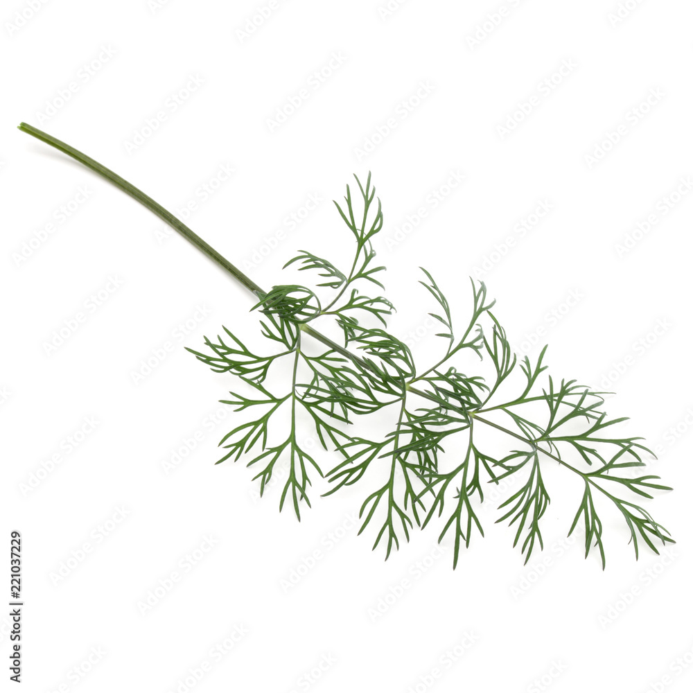 Close up shot of branch of fresh green dill herb leaves isolated on white background Close up shot of branch of fresh green dill herb leaves isolated on white background