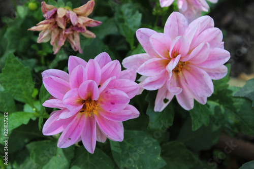 Fototapeta Naklejka Na Ścianę i Meble -  Dalia rosa 