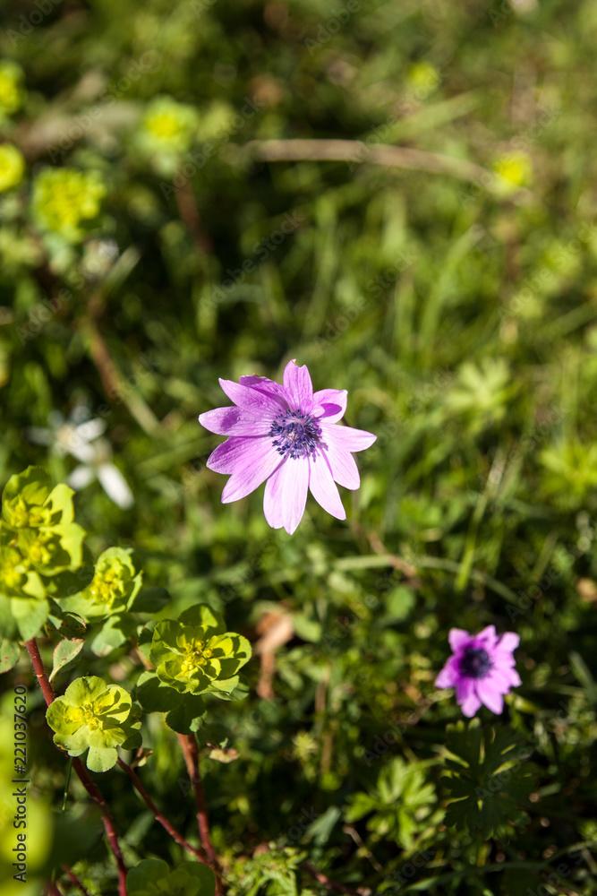 Violet flower in a green grass.