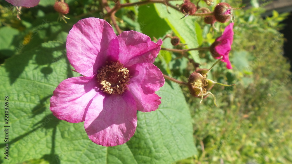 flower flower