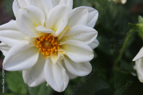 Fototapeta Naklejka Na Ścianę i Meble -  Dalia blanca (Asteraceae)