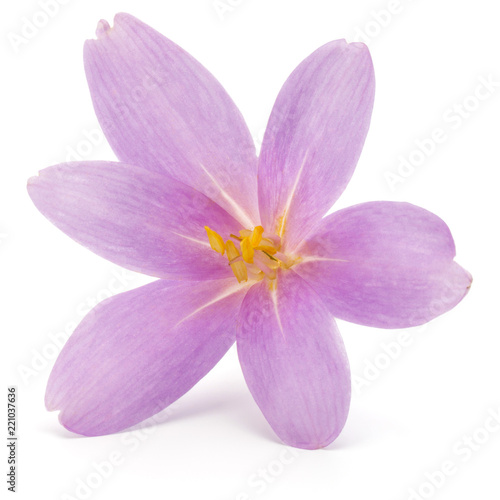 lilac crocus flowers isolated on white background