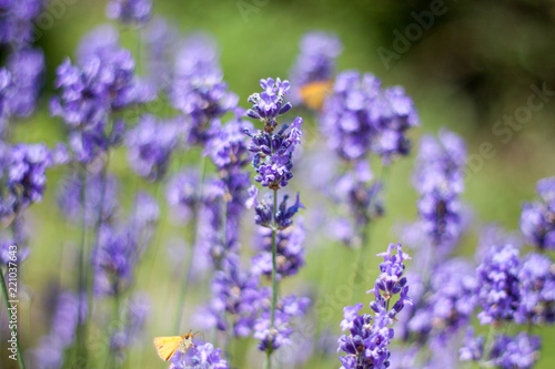 Flowering lavender in Europe.