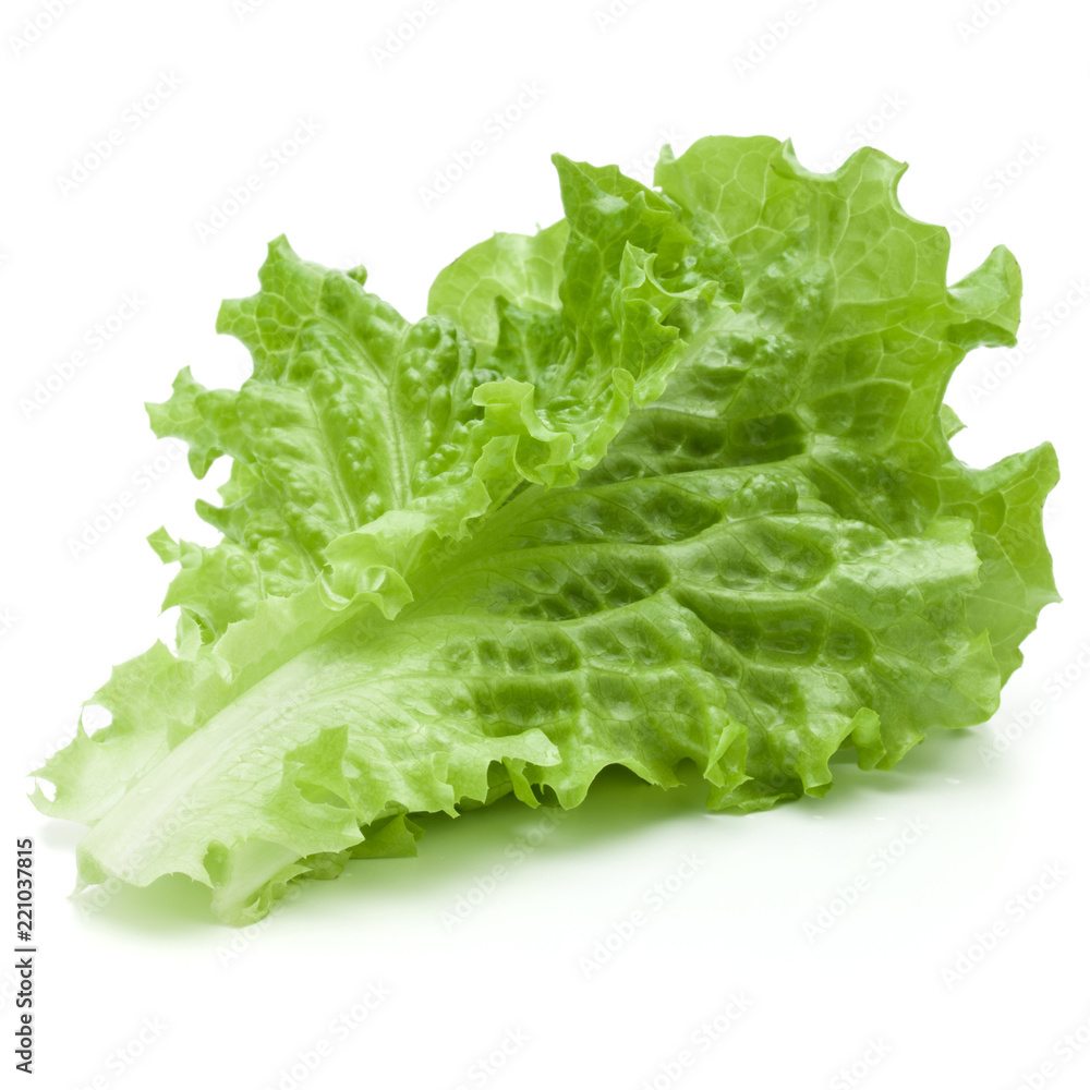 fresh green lettuce salad leaves isolated on white background fresh green lettuce salad leaves isolated on white background