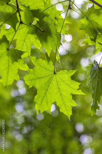 Light on maple leaves