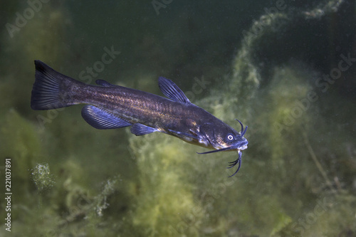 Black bullhead Catfish (Ameiurus melas) underwater photography. Freshwater fish in clean water and nature habitat. Natural light. Lake and river habitat. Wild animal.