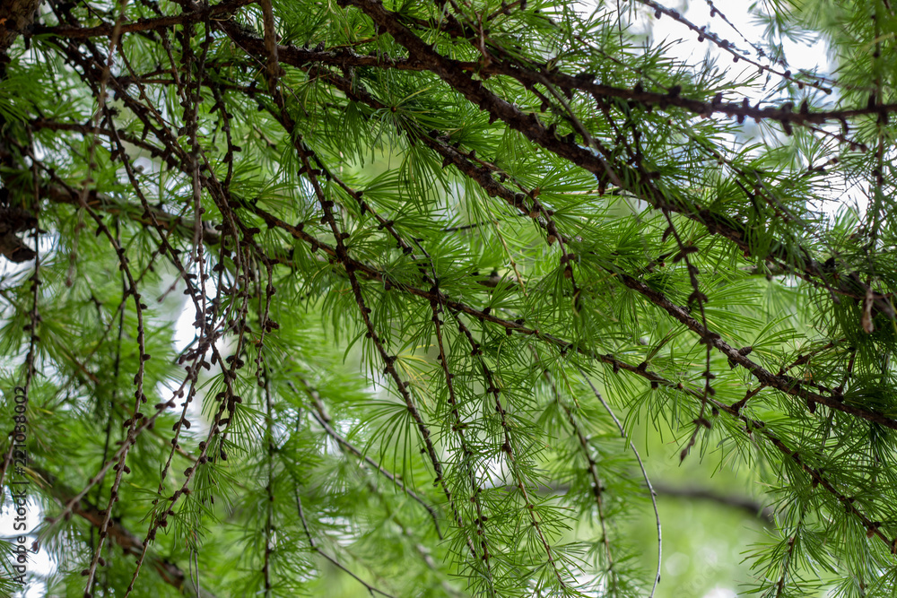 Fototapeta premium Branches of coniferous tree