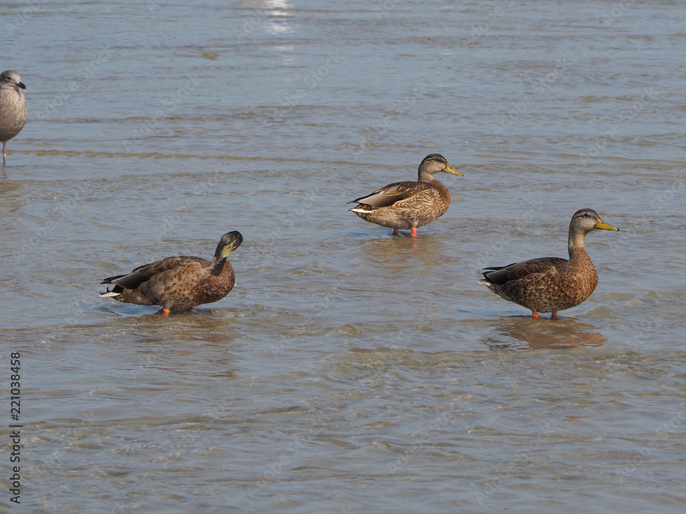 Obraz premium sea ducks in Maine water