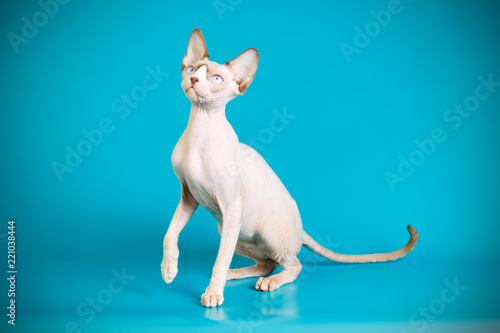 Canadian Sphinx cat on colored backgrounds © Aleksand Volchanskiy