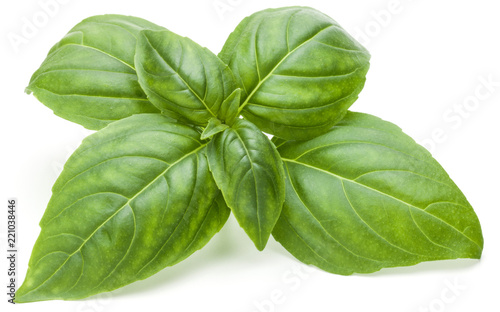 Fotografering Close up studio shot of fresh green basil herb leaves isolated on white background