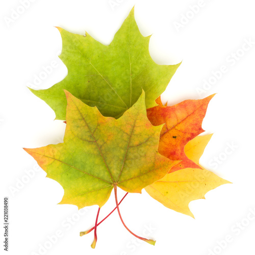 colorful autumn maple leaf isolated on white background