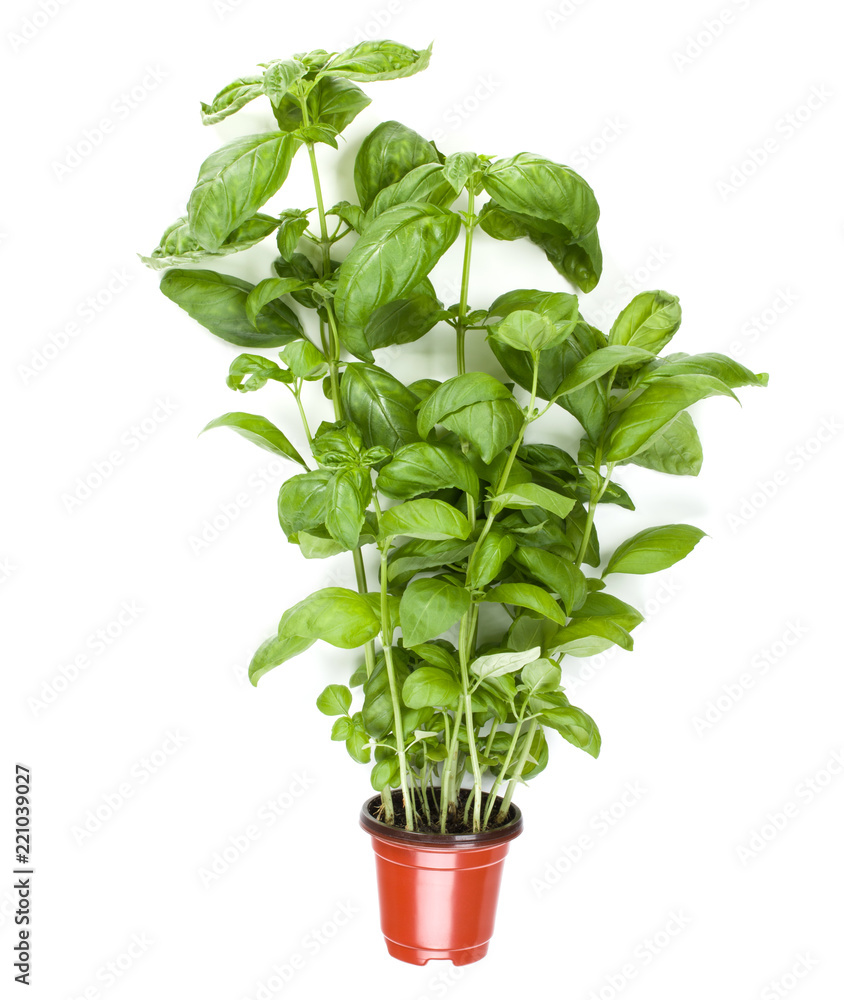 Fresh sweet Genovese basil herbs growing in pot isolated on white