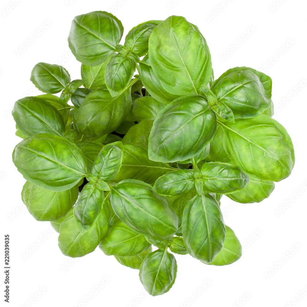 Fresh sweet Genovese basil bouquet isolated on white background cutout. Top view. Fresh sweet Genovese basil bouquet isolated on white background cutout. Top view.
