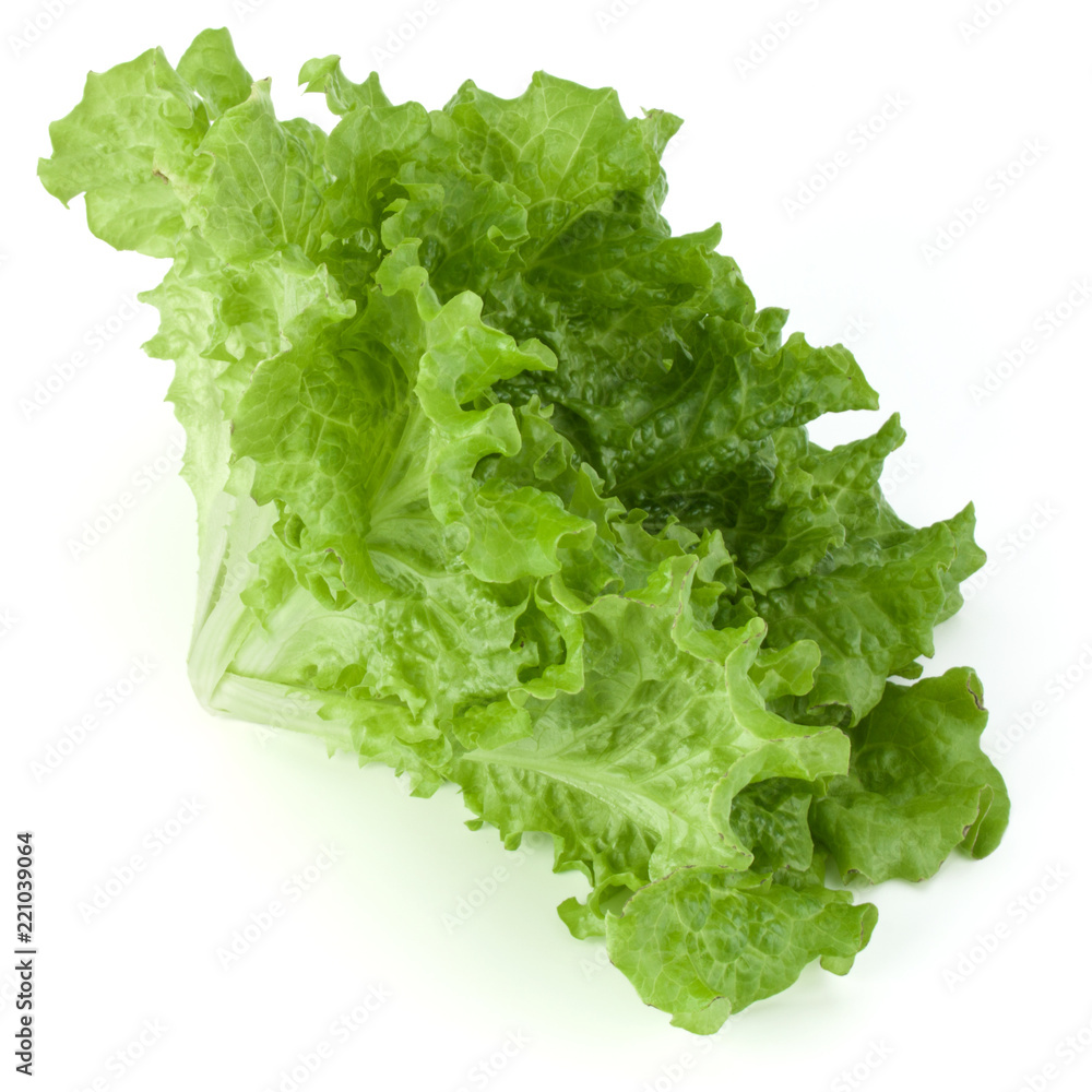 fresh green lettuce salad leaves isolated on white background fresh green lettuce salad leaves isolated on white background