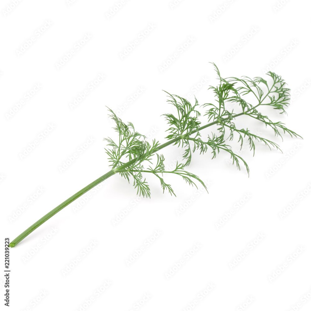 Fototapeta premium Close up shot of branch of fresh green dill herb leaves isolated on white background