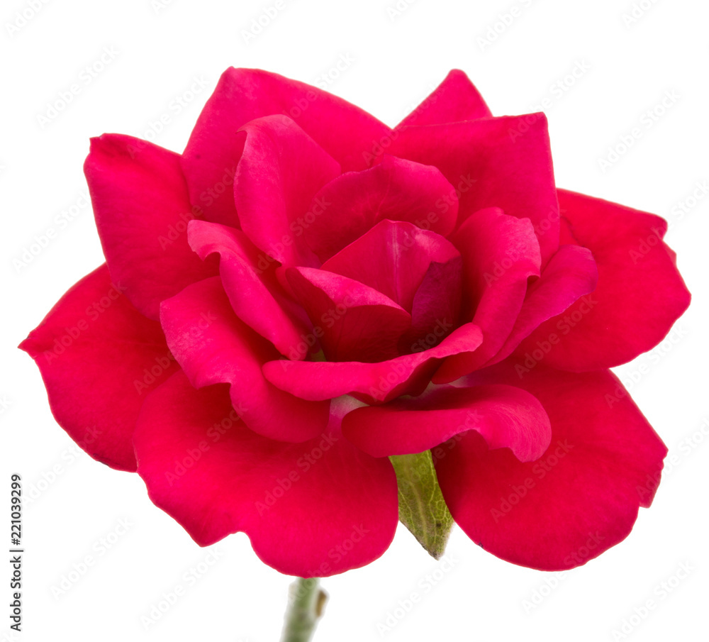 one red rose flower head isolated on white background cutout one red rose flower head isolated on white background cutout