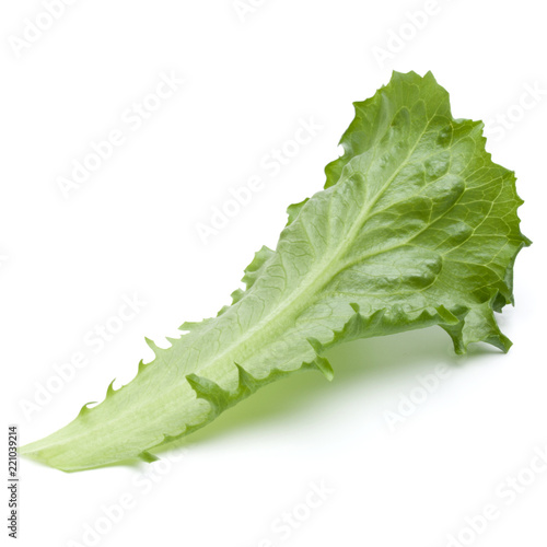 Close up studio shot of fresh green endive salad leaf isolated on white background.