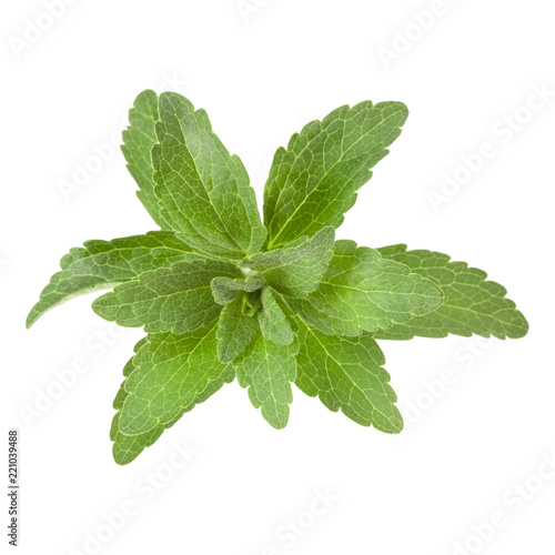 Stevia leaves pieces isolated om white background cut out.