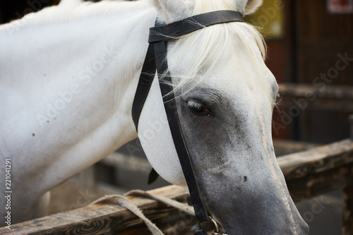 Portrait of a white horse head in stall, close-up, outdoors 