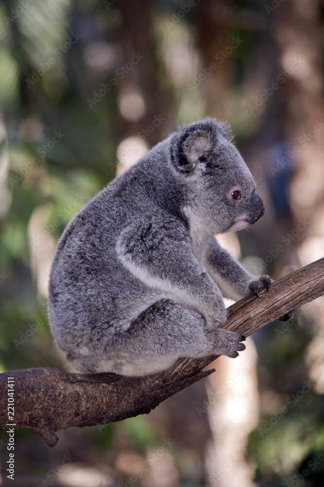 Fototapeta premium joey koala