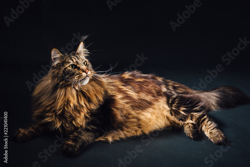 Fototapeta Naklejka Na Ścianę i Meble -  Maine Coon cat on black background