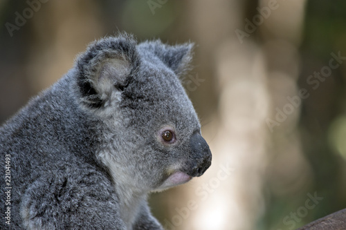 Fototapeta Naklejka Na Ścianę i Meble -  koala joey