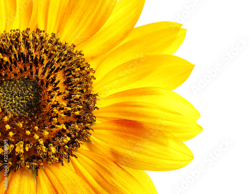 Fototapeta Naklejka Na Ścianę i Meble -  Beautiful bright sunflower on white background