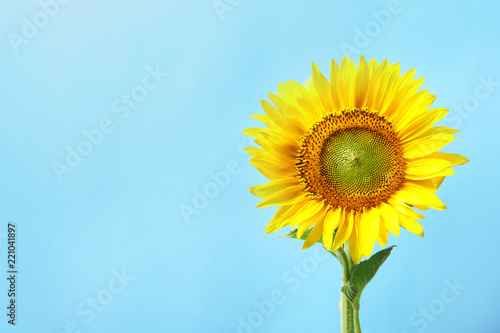 Fototapeta Naklejka Na Ścianę i Meble -  Beautiful bright sunflower on color background