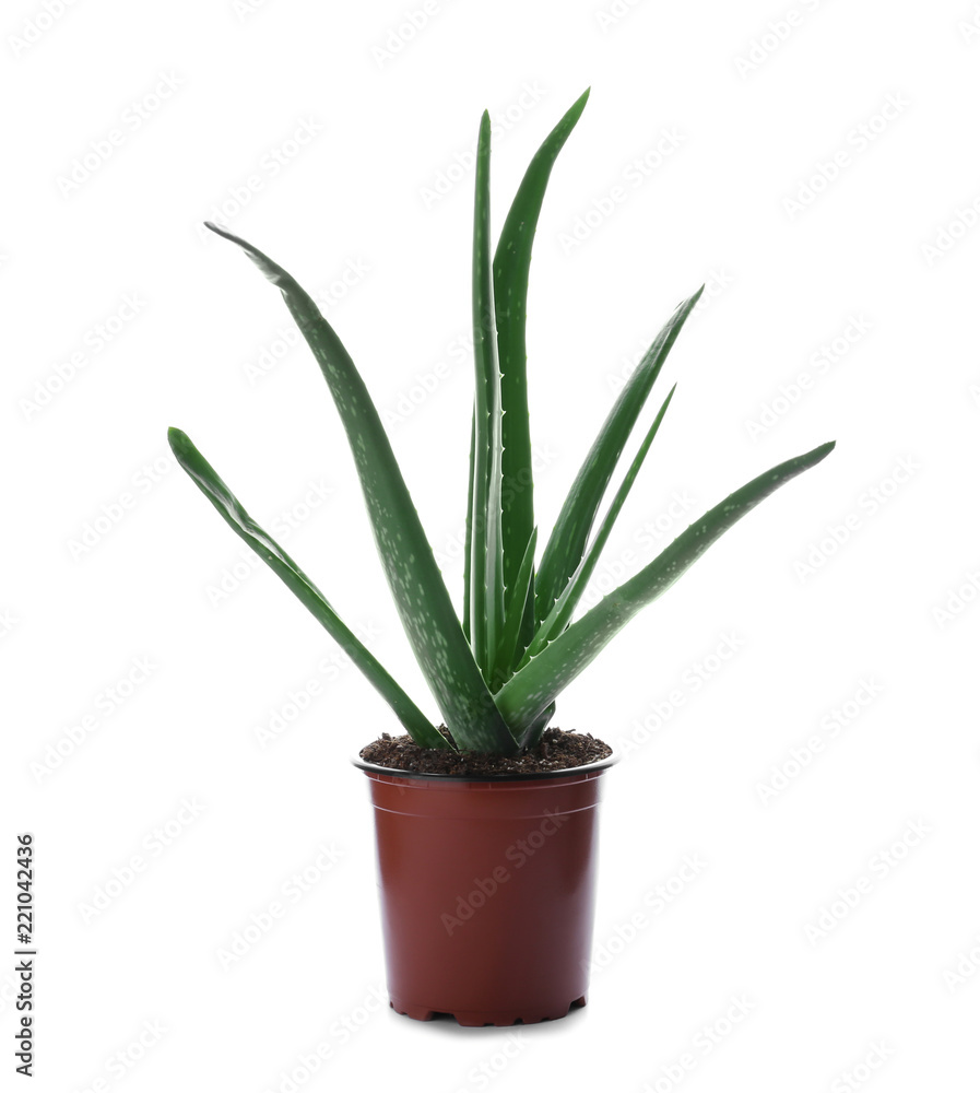 Flowerpot with aloe vera on white background Flowerpot with aloe vera on white background