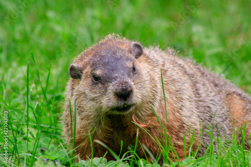 ground hog marmot day close up portrait while coming to you