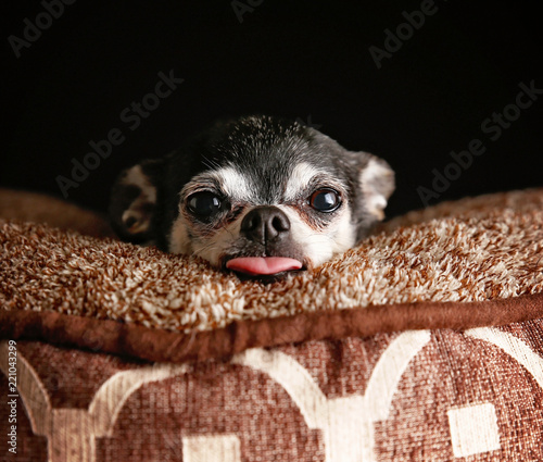 cute chihuahua on a pet bed with his tongue poking out © annette shaff