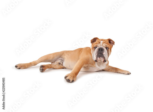 studio shot of a cute olde english bulldog isolated on a white background