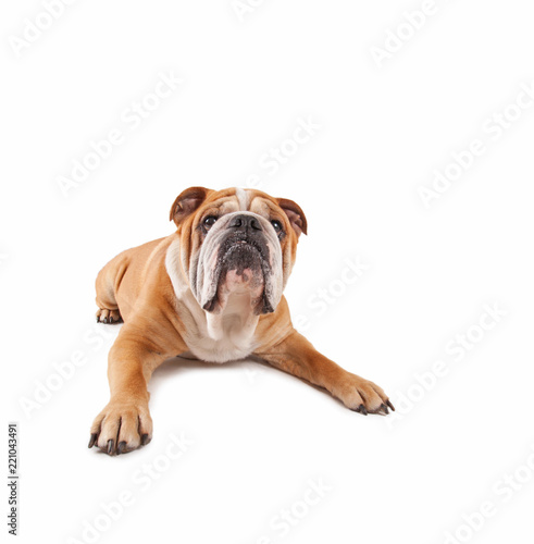 studio shot of a cute olde english bulldog isolated on a white background
