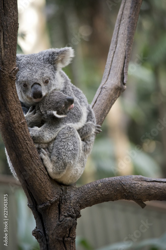 Fototapeta Naklejka Na Ścianę i Meble -  koala with a crying  joey