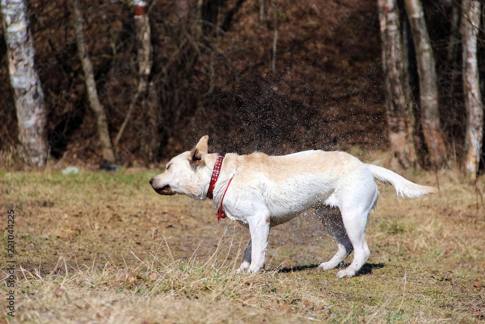Yellow Labrador Retriever with a red collar shakes off water