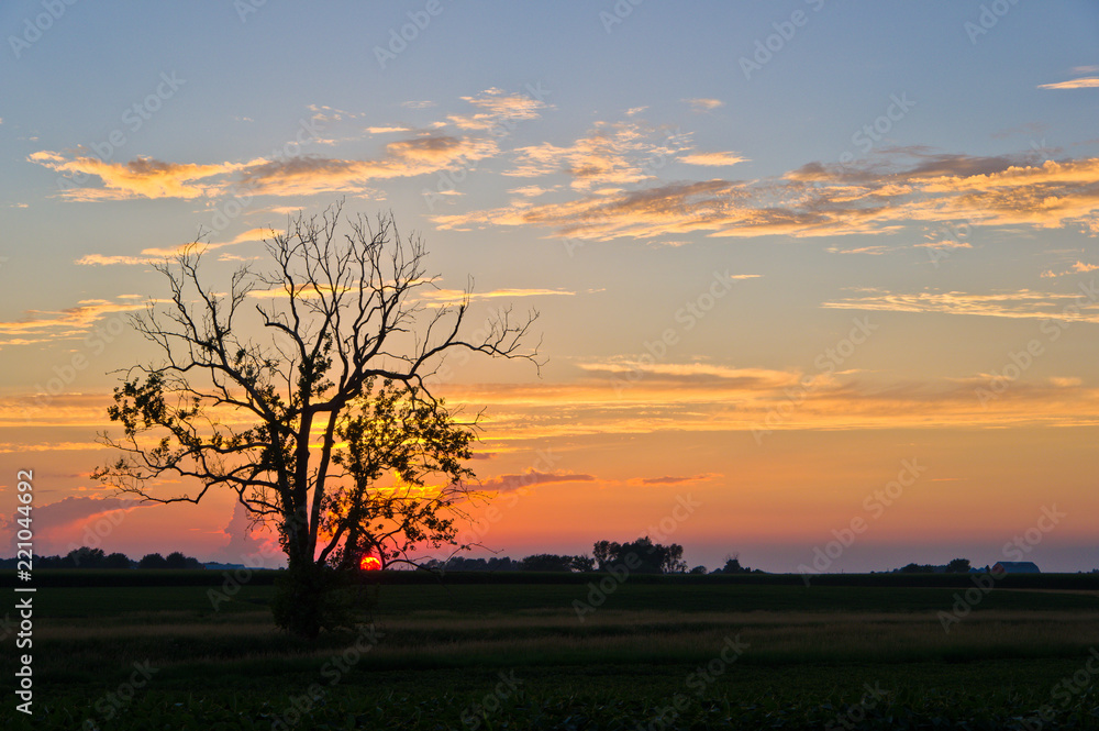 Sunset and Tree